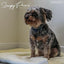Small dog on a fluffy lambs wool like dog mat