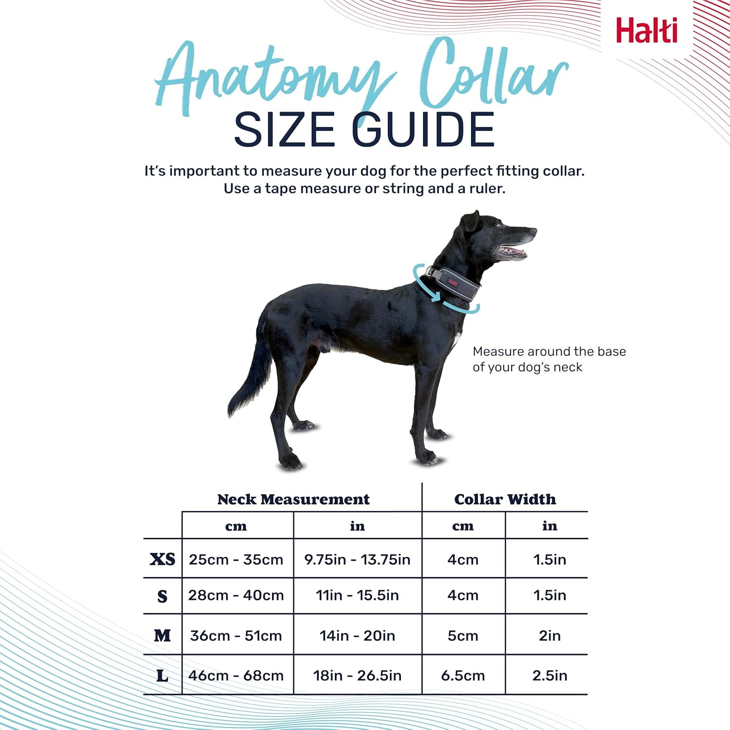 Dog wearing a Halti collar with a size guide on a white background