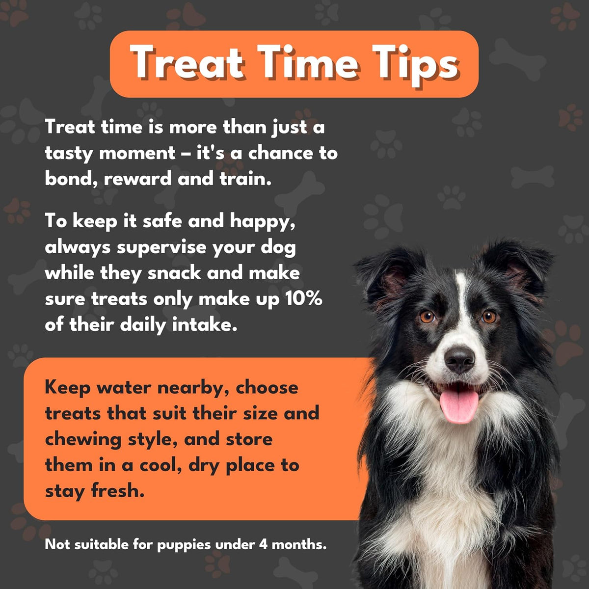 Dog with treat time tips on a dark background
