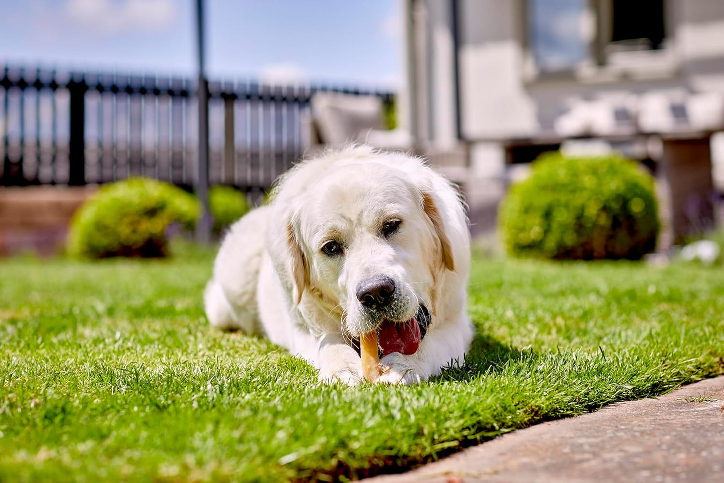 Yakers | Natural Dog Treat | Himalayan Hard Cheese Yak Milk Chew