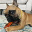Nylabone Puppy Chew Bone Chicken & Chill & Chew Teething Toys | Ireland & UK