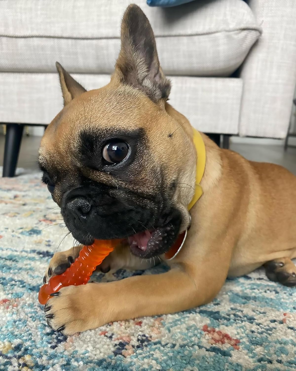 Nylabone Puppy Chew Bone Chicken & Chill & Chew Teething Toys | Ireland & UK