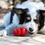 Dog playing with a red KONG toy outdoors