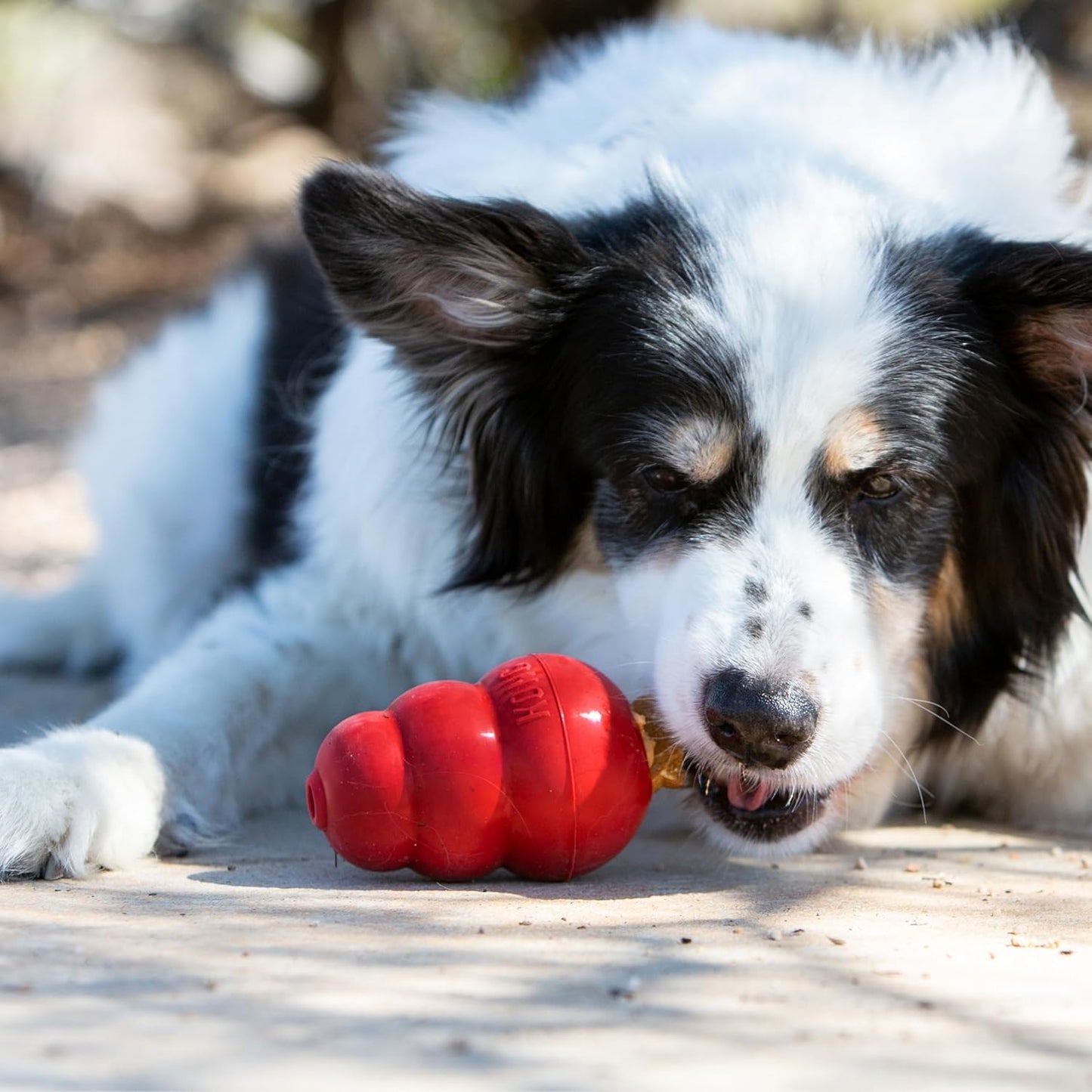 Dog playing with a red KONG toy outdoors