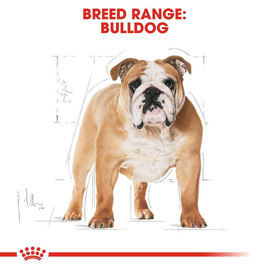 Cardboard cutout of a bulldog with 'Breed Range: Bulldog' text and Royal Canin logo.