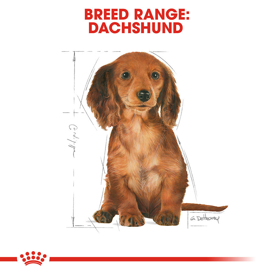 Cardboard cutout of a dachshund with breed range text and Royal Canin logo.