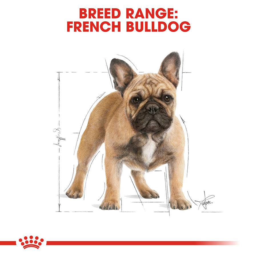 Cardboard cutout of a French Bulldog with breed range text and Royal Canin logo.