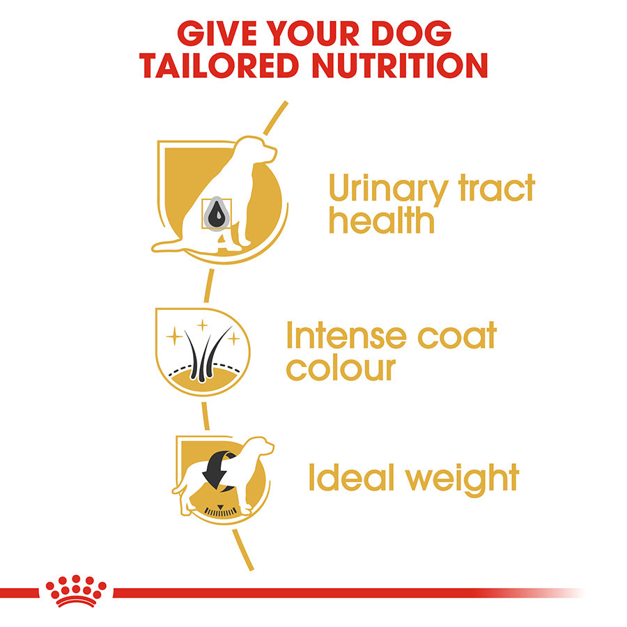 Dog nutrition infographic with icons and text on a white background