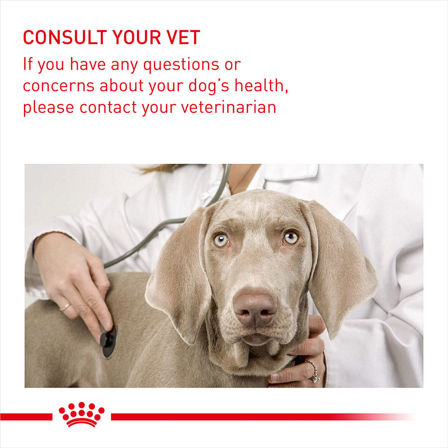 Dog being examined by a veterinarian with text advising to consult a vet if needed.