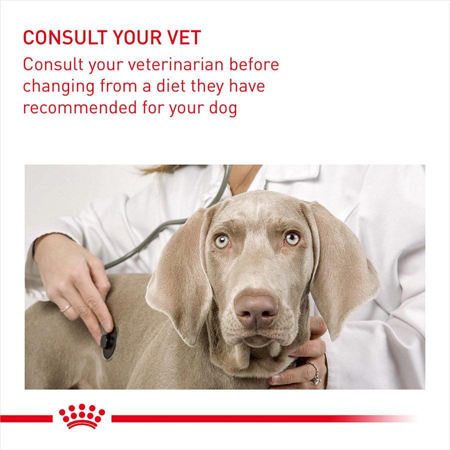 Dog being examined by a veterinarian with text advising to consult the vet before changing the dog's diet.