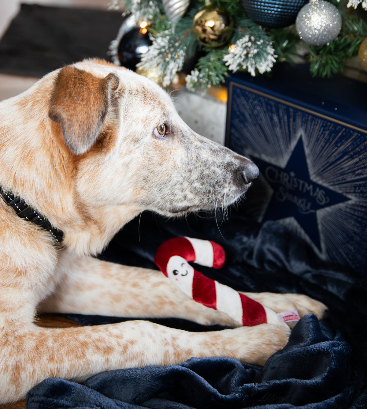 Rosewood Cupid & Comet Christmas Dinner Dog Stocking