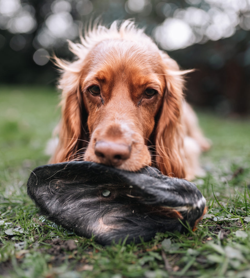 Anco Naturals Hairy Cow Ear 🐄 Natural Dog De-Wormer & Chewy Treat