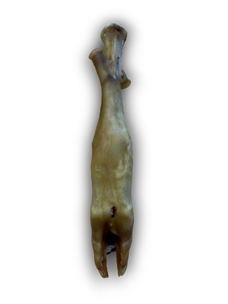 Lamb trotter on plain background