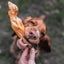 Dog eagerly anticipating a lamb trotter treat held by a person outdoors.