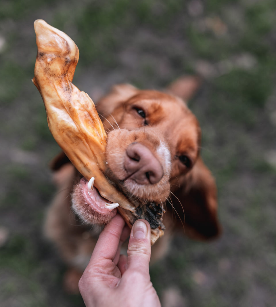 Dog eagerly anticipating a lamb trotter treat held by a person outdoors.