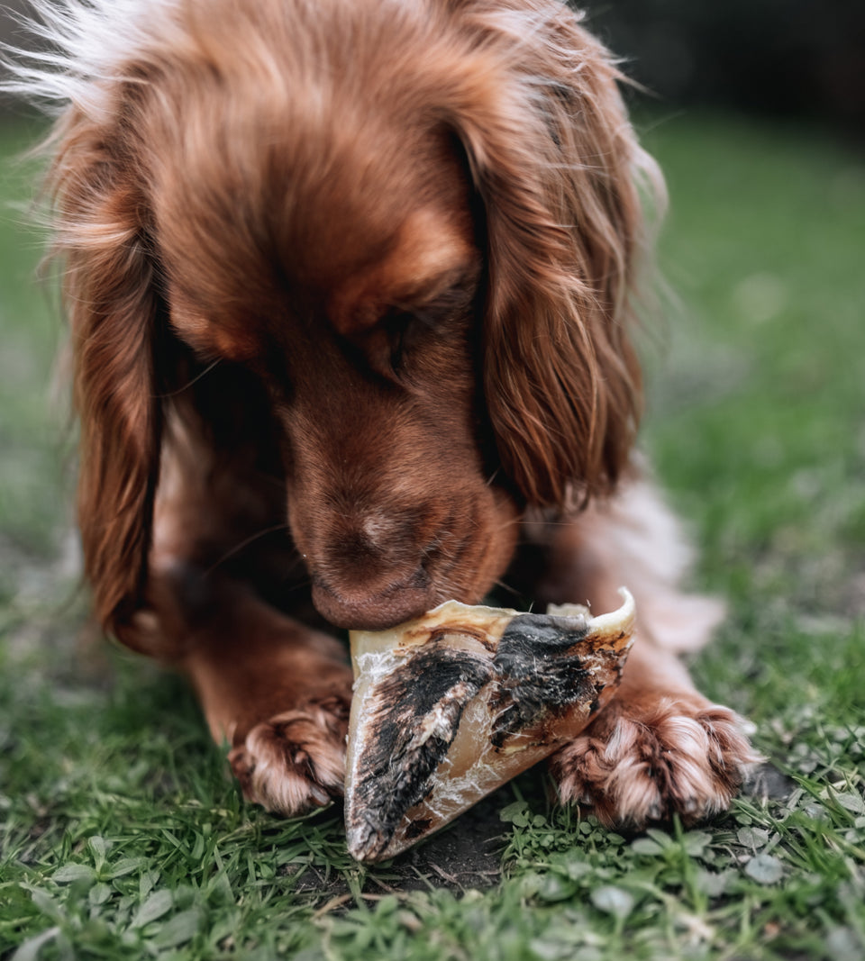 Anco Naturals Empty Cow Hooves 🐄 Stuffable Dental & Keratin Chews