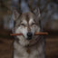 Anco Bully Pizzle Stick Large Low-Fat, High-Protein Dental Dog Chew