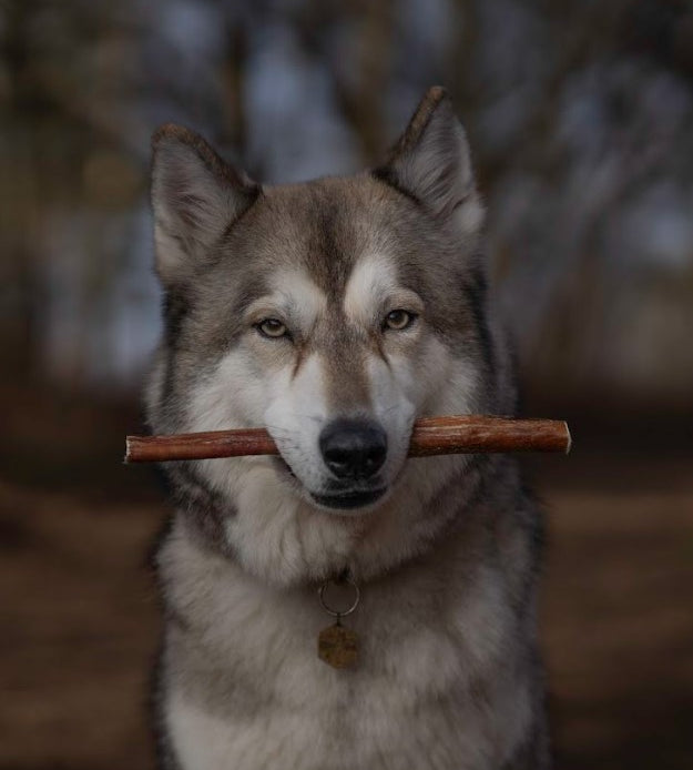 Anco Bully Pizzle Stick Large Low-Fat, High-Protein Dental Dog Chew