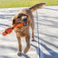 KONG Wubba Sport Large Dog Toy - Football or Basketball