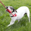 KONG Dental Dog Toy with Rope | Small & Medium