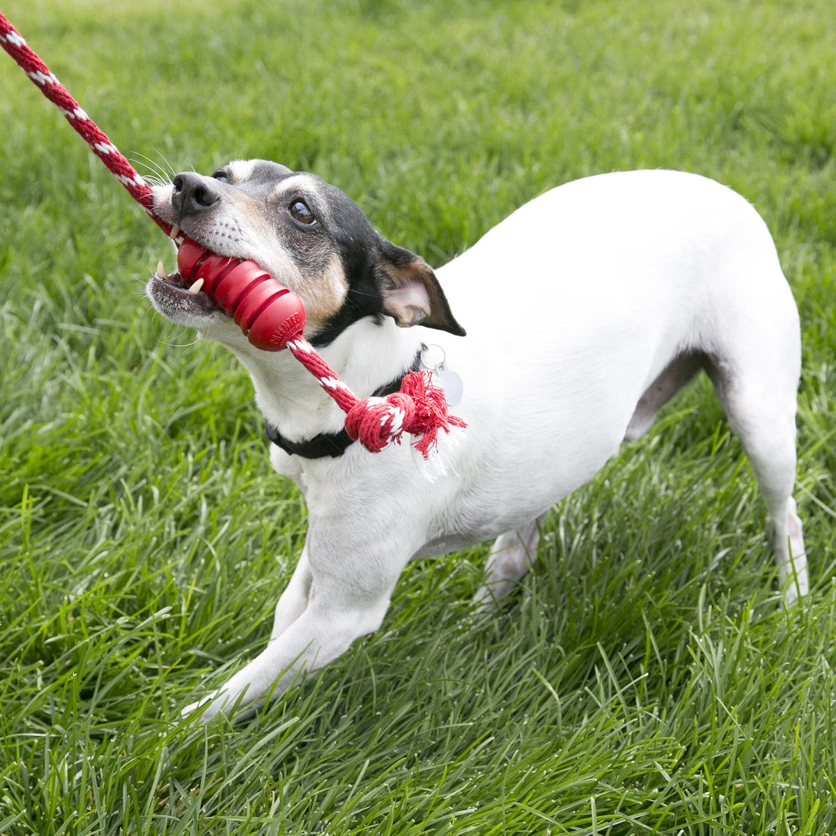KONG Dental Dog Toy with Rope | Small & Medium