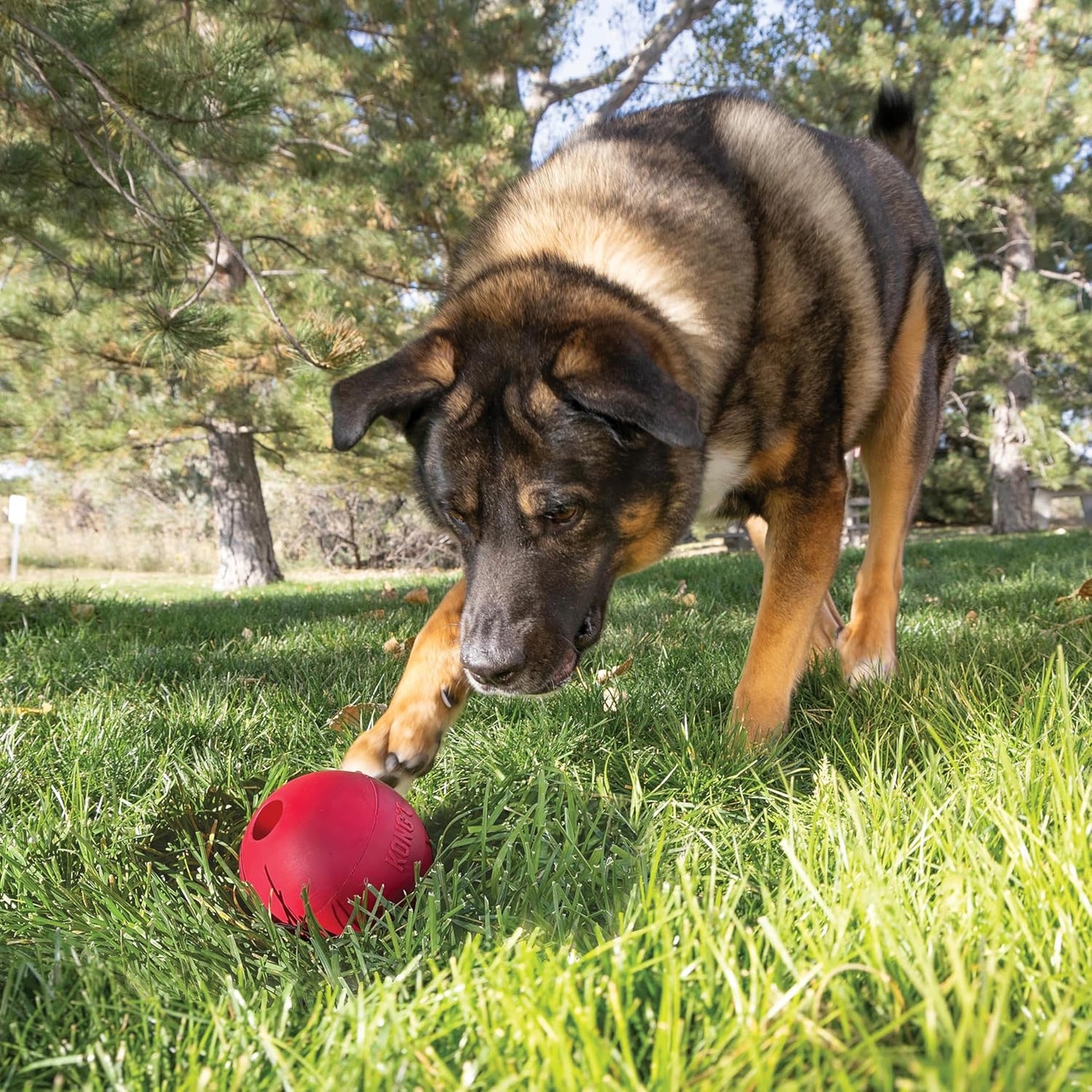 KONG Ball with Hole | Durable Natural Rubber Fetch Dog Toy