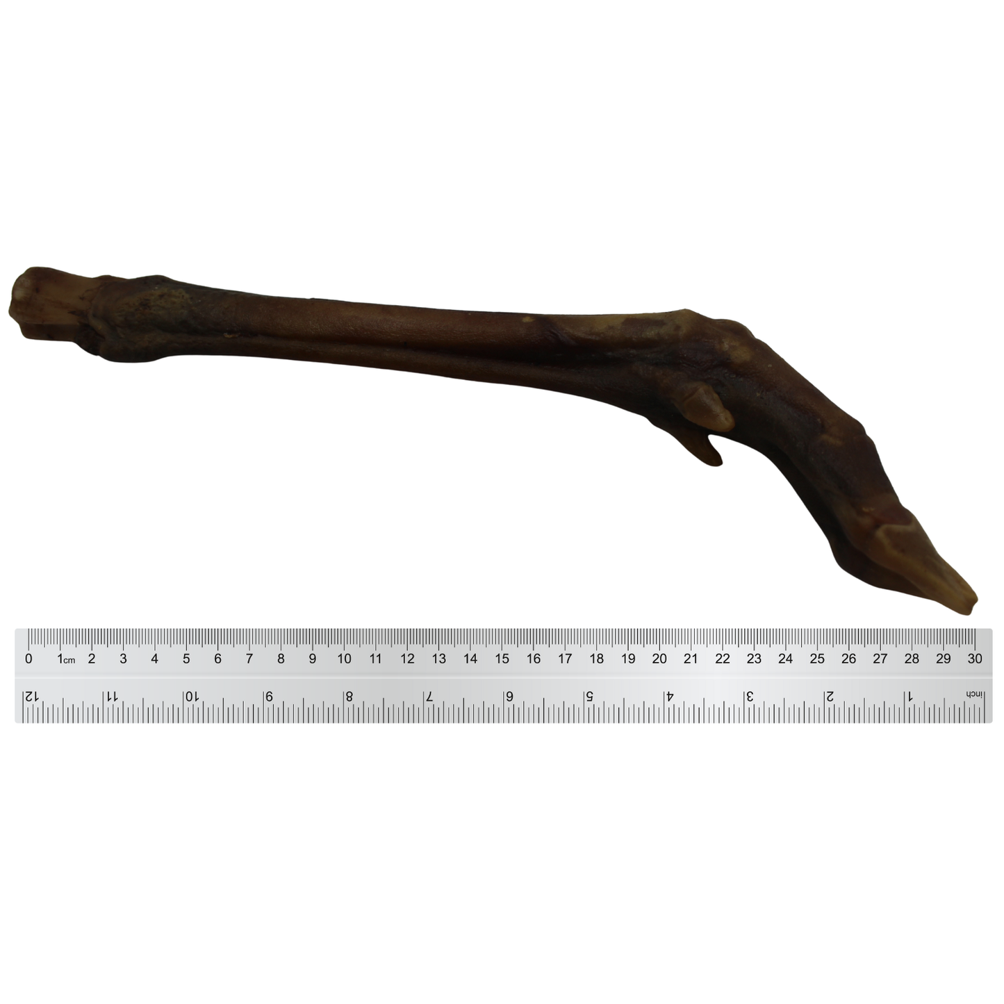 Anco Red Deer Leg 🦌 Pure Venison Dog Treat for Power Chewers