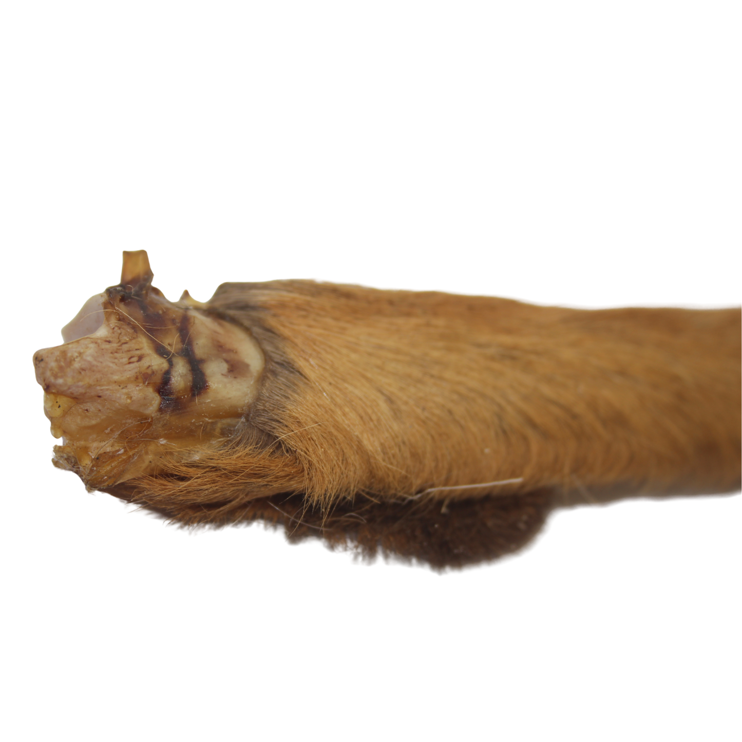 Anco Hairy Roe Deer Leg Novel Protein Natural De-Wormer Dog Treat Chew