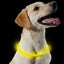 Ancol USB Rechargeable Safety Halo | Dog Collar for Dark Nights