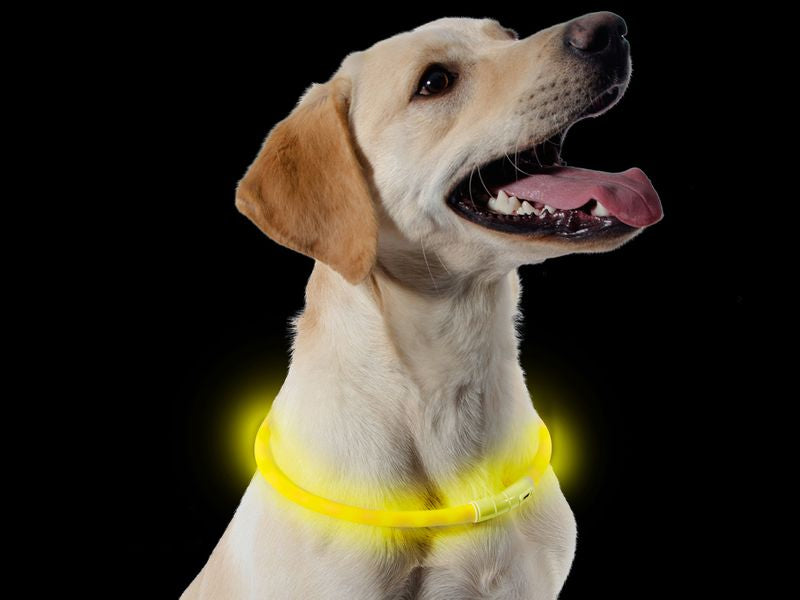 Ancol USB Rechargeable Safety Halo | Dog Collar for Dark Nights