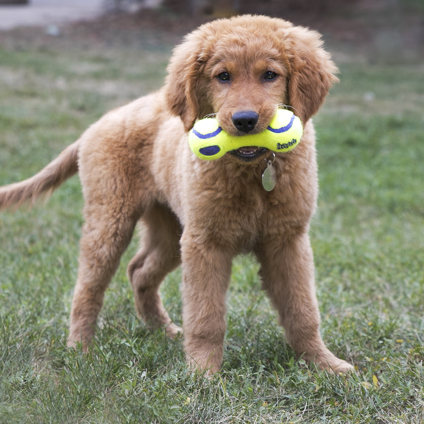 KONG AirDog Squeaker Dumbell | Active Dog Fetch Toy