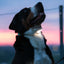 Dog with a glowing collar against a twilight sky
