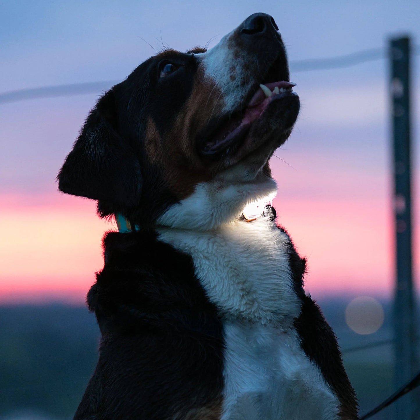 Dog with a glowing collar against a twilight sky