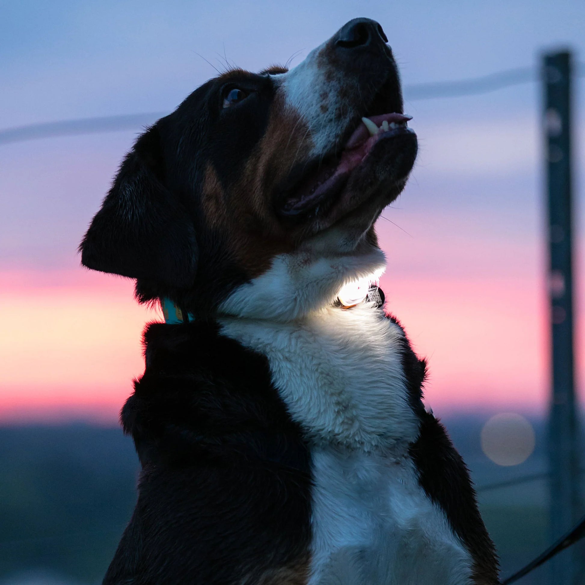 Dog with a glowing collar against a twilight sky