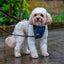 CarSafe Crash Tested Dog Harness | In-Car Safety & Walking Harness by Company of Animals