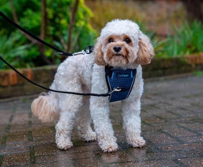 CarSafe Crash Tested Dog Harness | In-Car Safety & Walking Harness by Company of Animals