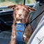 CarSafe Crash Tested Dog Harness | In-Car Safety & Walking Harness by Company of Animals