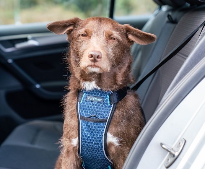 CarSafe Crash Tested Dog Harness | In-Car Safety & Walking Harness by Company of Animals