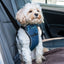 CarSafe Crash Tested Dog Harness | In-Car Safety & Walking Harness by Company of Animals