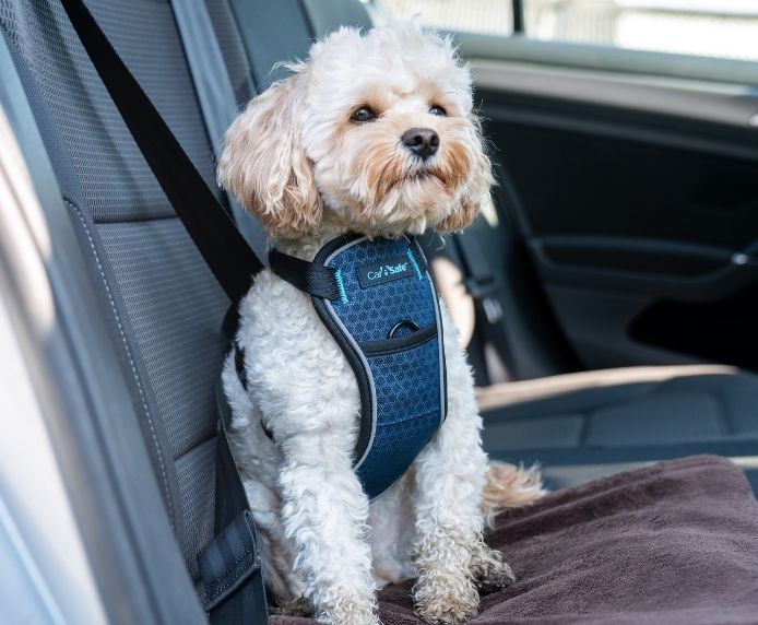 CarSafe Crash Tested Dog Harness | In-Car Safety & Walking Harness by Company of Animals