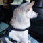 CarSafe Crash Tested Dog Harness | In-Car Safety & Walking Harness by Company of Animals