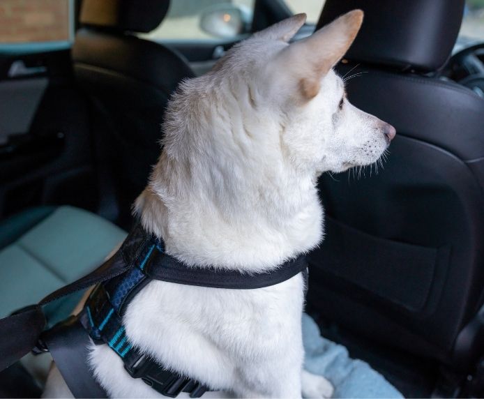 CarSafe Crash Tested Dog Harness | In-Car Safety & Walking Harness by Company of Animals