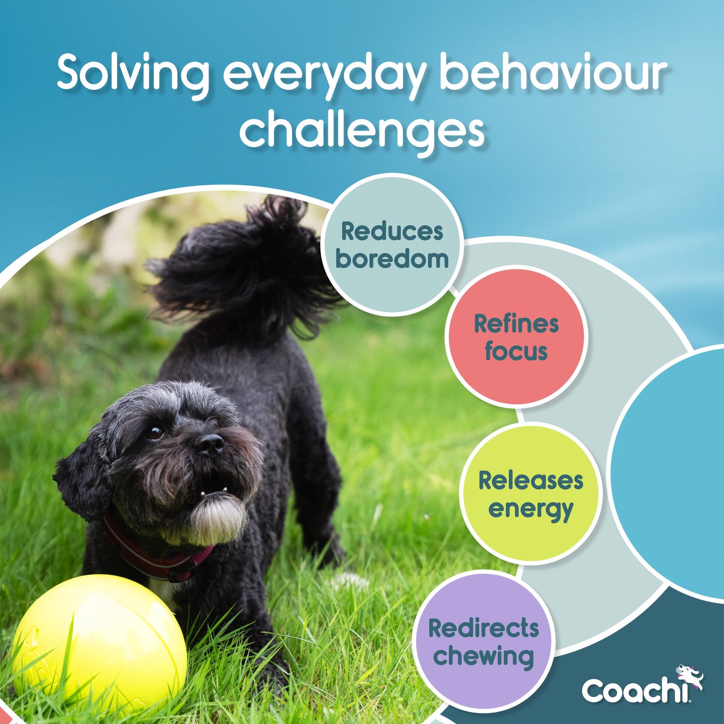 Dog playing with a ball in grass, with text about solving behavior challenges and Coach logo.