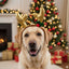 Holly and Robin Christmas Antler Headband | Festive Dog and Cat Accessory