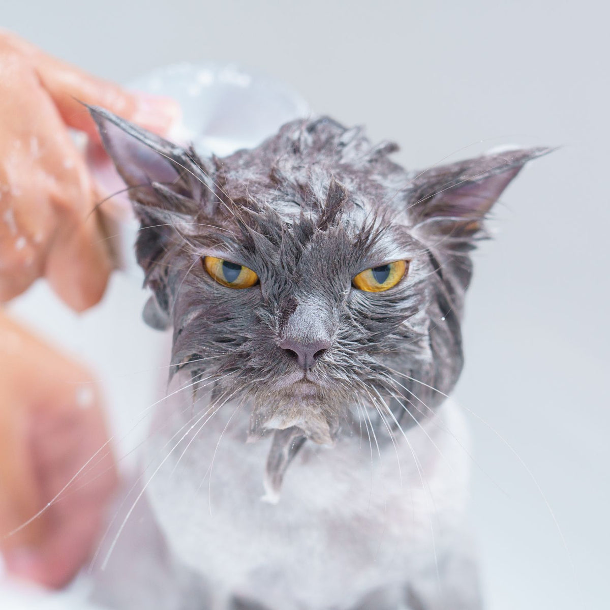 Johnson's Cat Flea Cleansing Shampoo | Natural Citronella