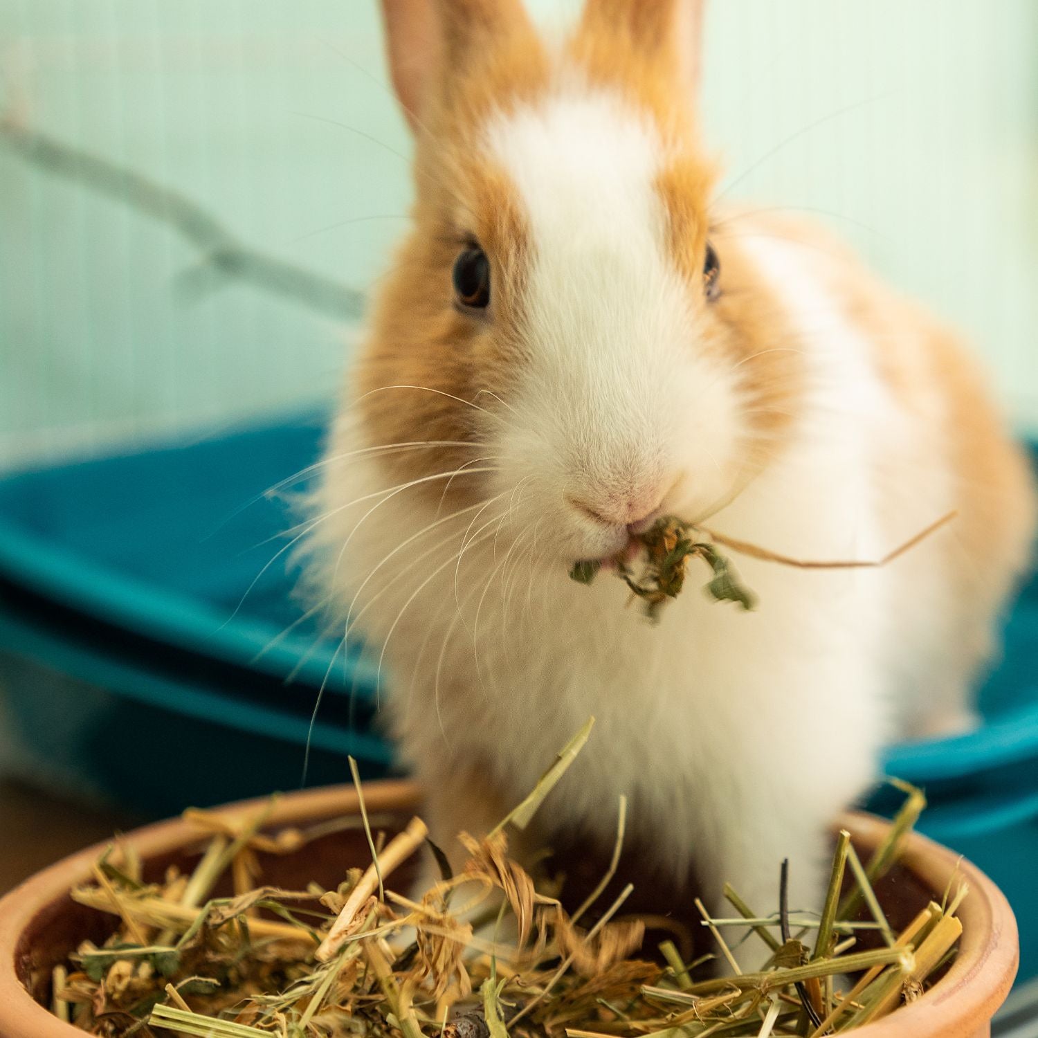 Ginger & white rabbit eating food