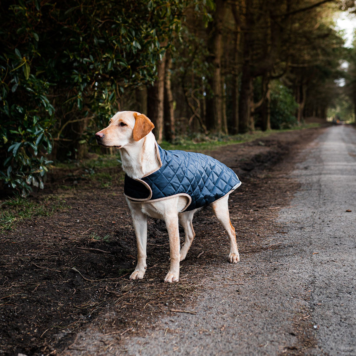 Navy Quilted Dog Coat by Danish Design