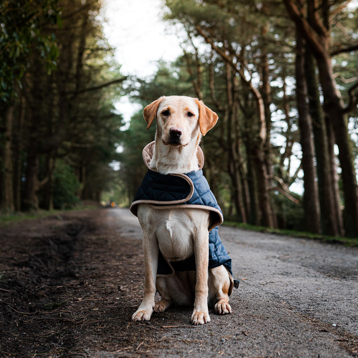 Navy Quilted Dog Coat by Danish Design