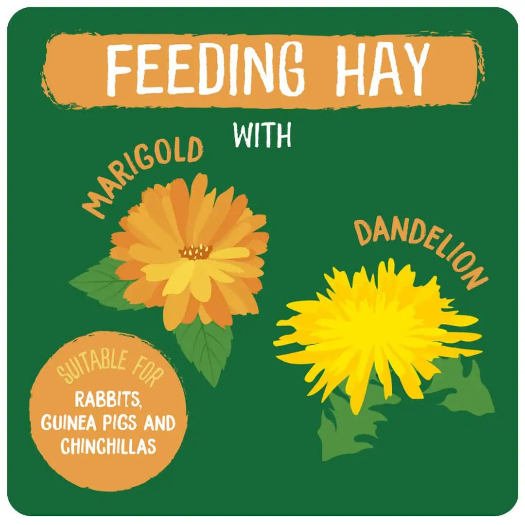 Burgess Excel | Small Pet Forage | Timothy Hay with Dandelion & Marigold - 1kg