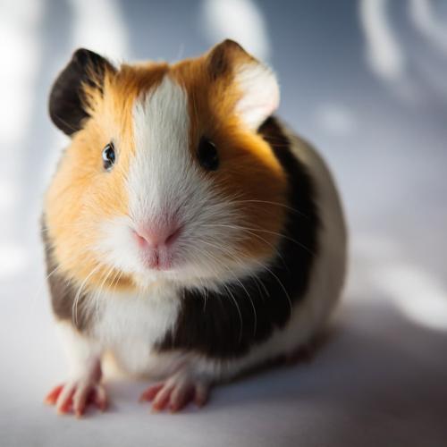 Woven Chill ’n’ Scratch Mat XL – Natural Bulrush Chew & Sleep Mat for Rabbits, Guinea Pigs & Small Pets (38.5 x 29cm)